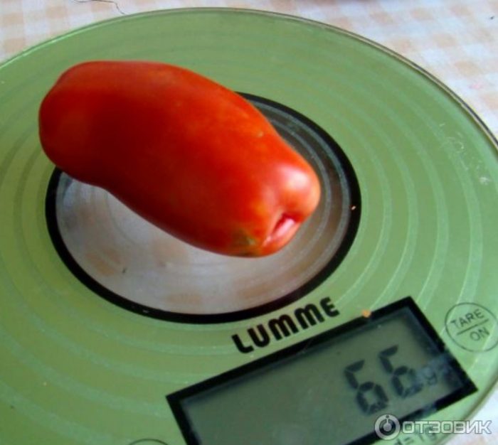 Спелый томат на весах
