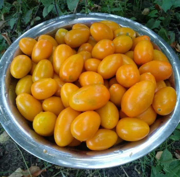 Желтые томаты в тазу