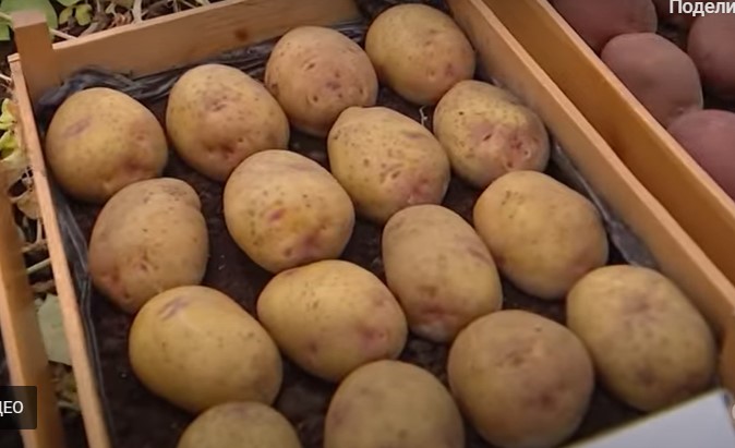 40 сортов картофеля Беларуси (белорусской селекции) + отзывы