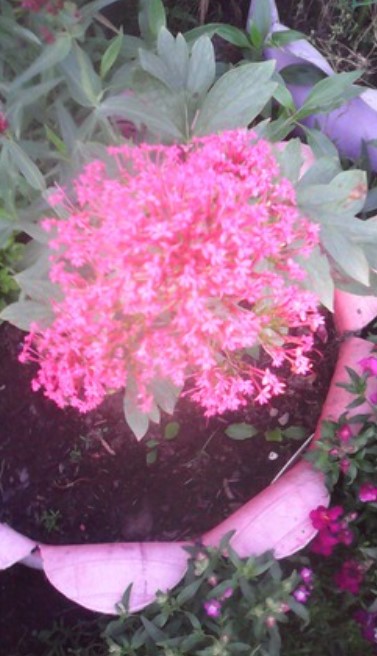 Цветок кентрантус