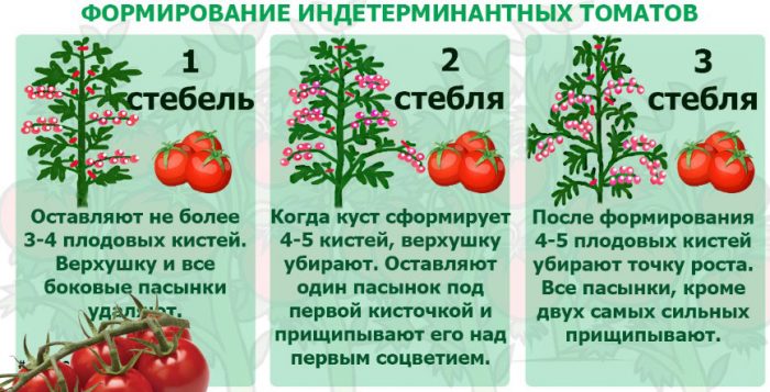 Формирование томатов