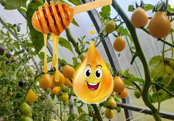 Сорт томата Медовая капля: отзывы, фото, описание, посадка