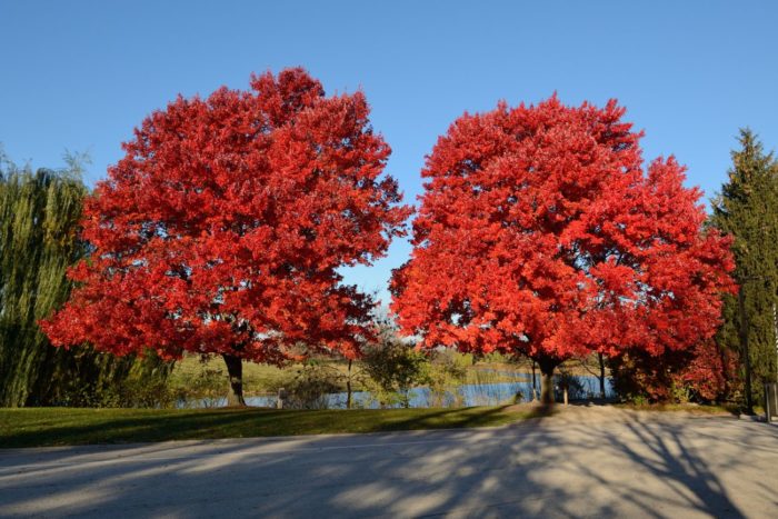 Клен красный (Acer rubrum)
