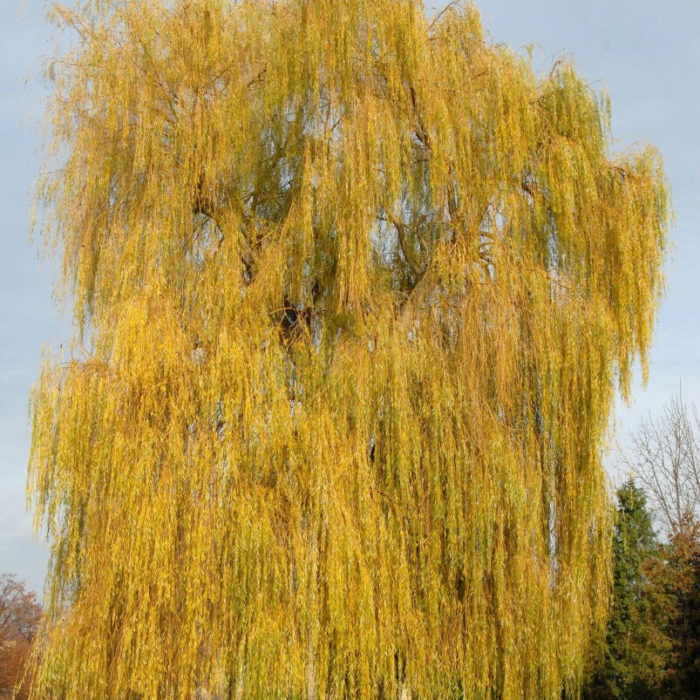Желтокорая (Yellow willow)