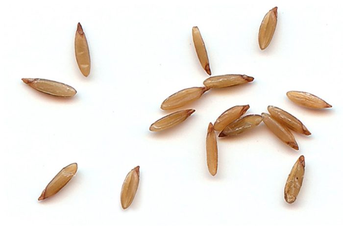 Семена лагуруса