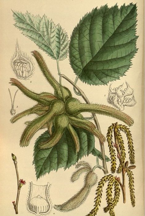 Ботаническая иллюстрация маньчжурской лещины