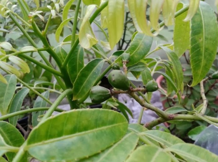 Растение амбарелла