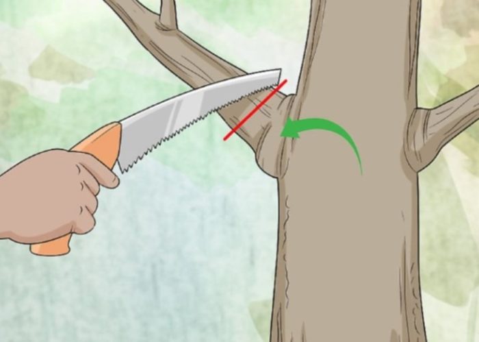 Правильная обрезка дерева