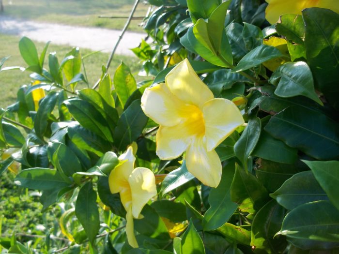 Алламанда крупноцветковая (Allamanda grandiflora)