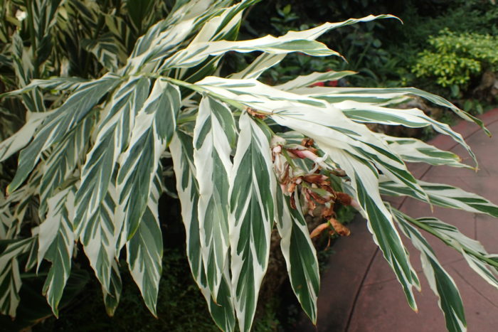 Альпиния виттата (Alpinia vittata)