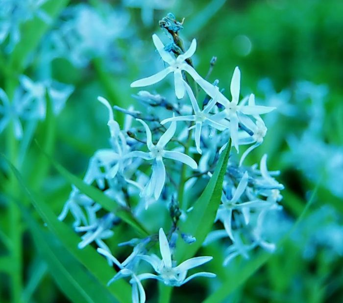 Голубые цветы амсонии