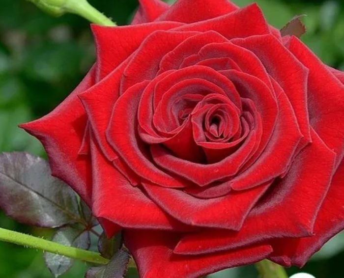 Красная роза Либерти