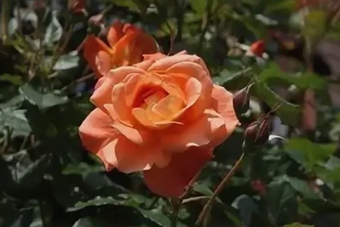 Роза Онтарио