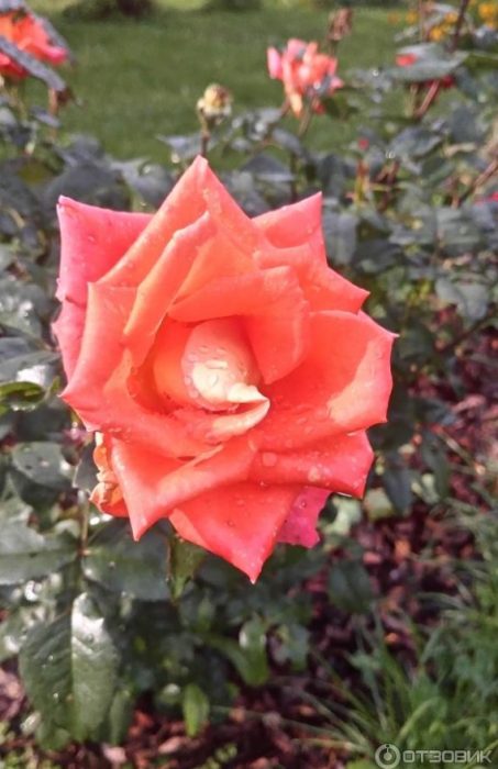 Оранжево-розовая роза
