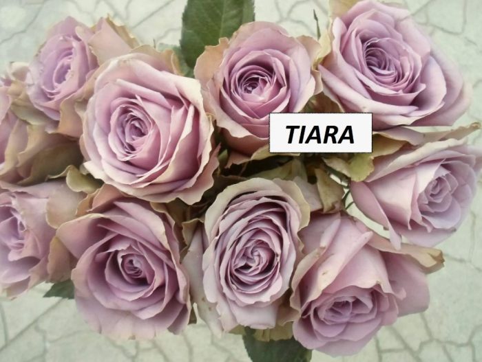 Роза Тиара