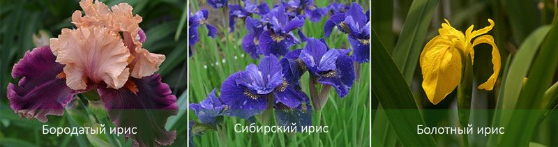 Iris viadensis, Сибирь, Бартос.