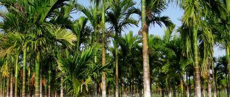 Фотография пальмы ареки