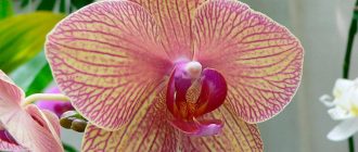 Фотография орхидеи фаленопсис