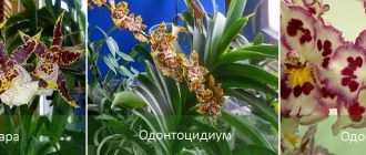 Виды орхидеи камбрии