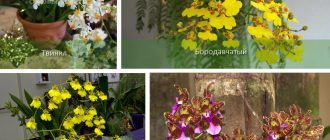 Виды орхидеи онцидиум