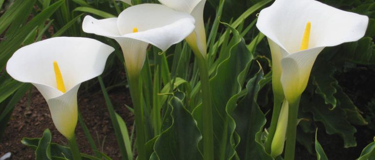 Канна и калла. Каллы садовые клубневые. Калла оранж каунти. Кала уход и выращивание в открытом грунте. Калла зантедеския.