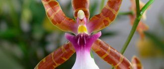 Фотография Орхидеи мильтонии