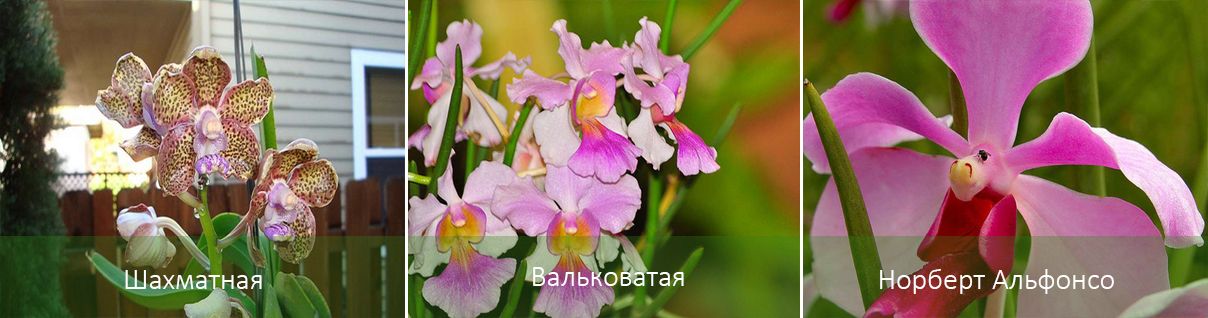 Разновидности Орхидеи Ванды