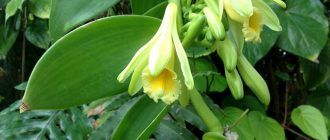 Фотография ванильной орхидеи
