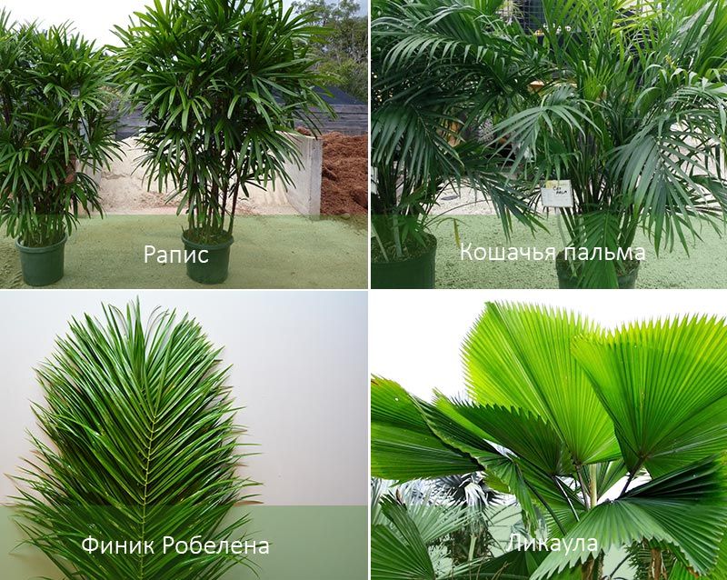 4 вида пальм