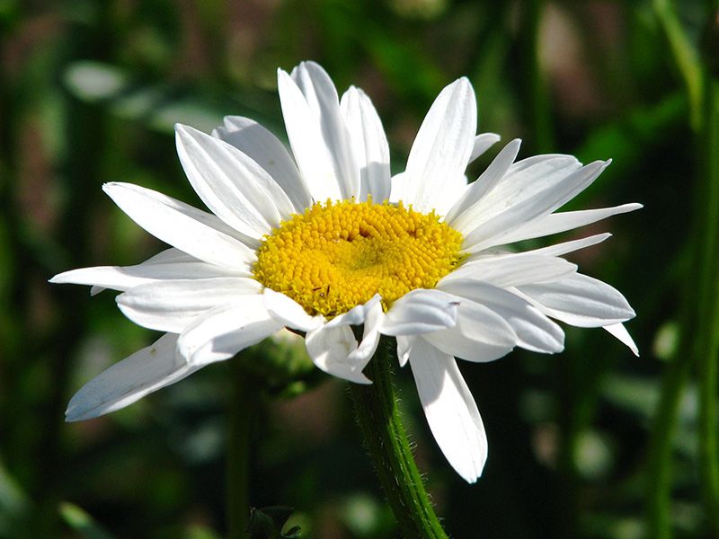 Нивяник (садовая ромашка) Гранд Иллюзион: цвет и форма цветка