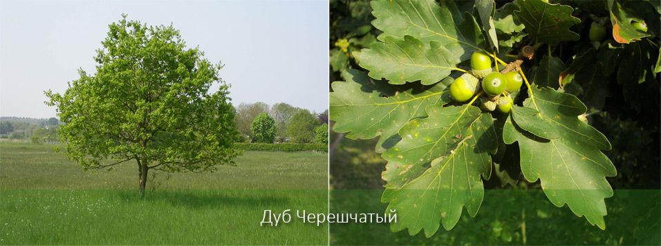 Виды деревьев в московской области с фото листьев