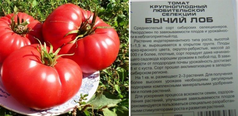 Томат Демидов Характеристика И Отзывы Фото