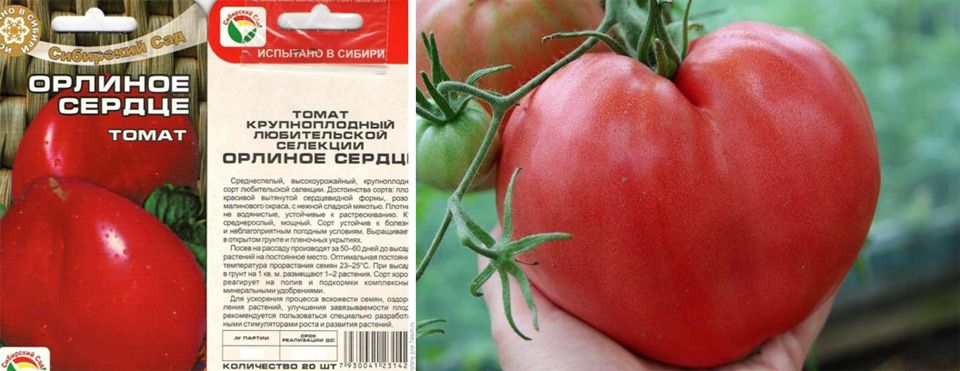 Самые урожайные сорта томатов для открытого грунта