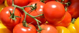 Фотография штамбовых томатов
