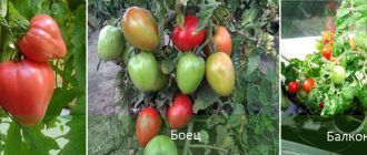 Сорта томатов без пасынкования универсального выращивания