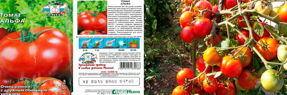 Посев томатов в 2023 году: благоприятные, запрещенные дни, сорта