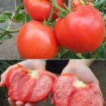 Плоды томата сорта Большая мамочка