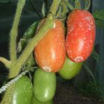 Плоды томата Дамский угодник