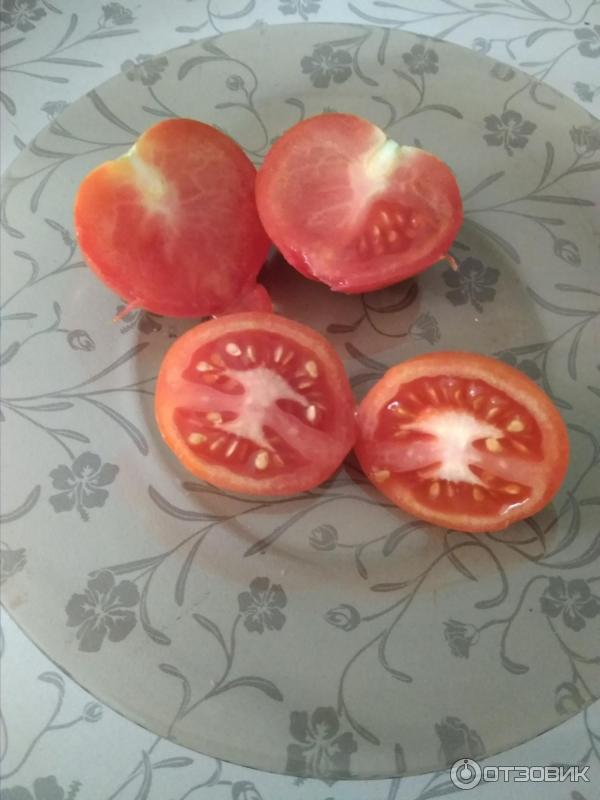 Семена томатов катя. Томат Катя Семко. Сорт помидор Катя. Томат Катя Семко семена.