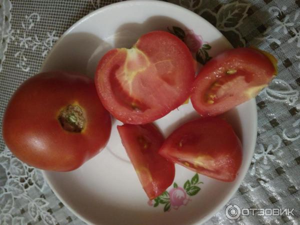 Семена томатов катя. Катя Семко помидоры. Томат Катя Семко. Сорт томатов Катя. Томат Катя ф1.