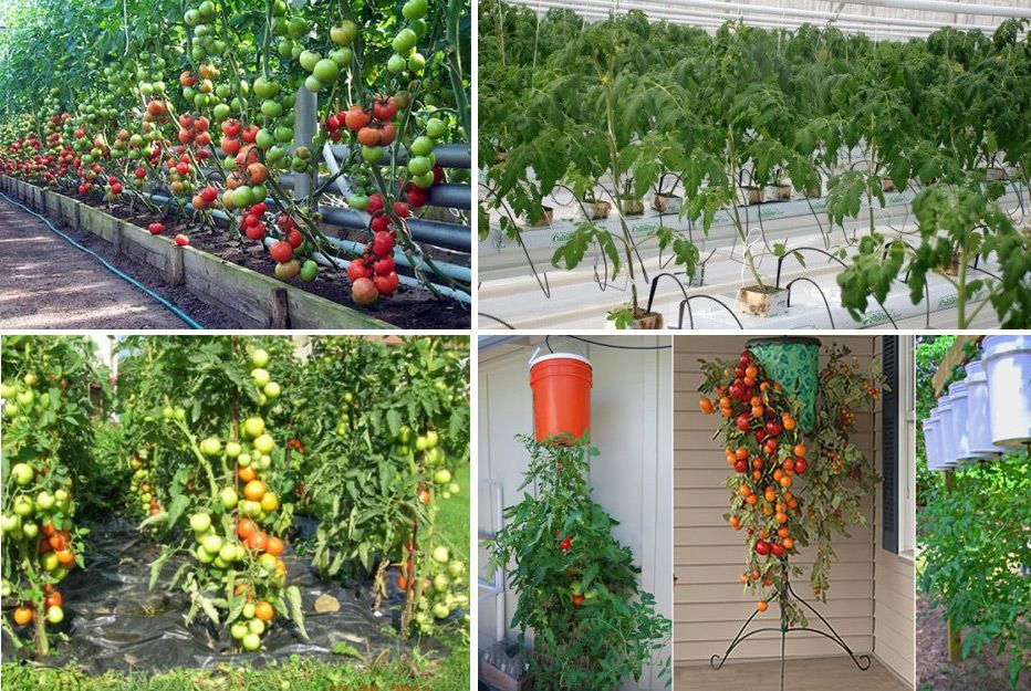 методы выращивания томатов