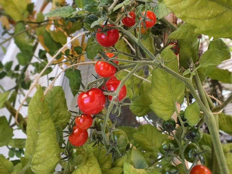 Velká úroda rajčat doma
