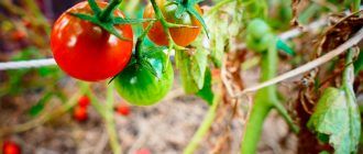 Выращивания помидоров вверх корнями