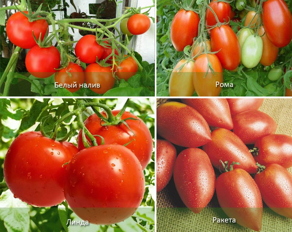 Томат Провансаль: описание и характеристики сорта помидоров, посадка и выращивание. Болезни и вредители, достоинства и недостатки. Отзывы