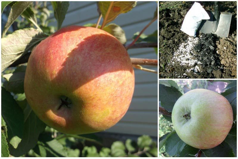 Сорт яблони подарок садоводам фото и описание сорта