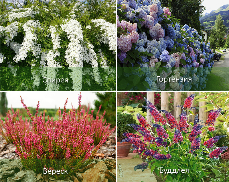Цветущие кустарники многолетники для сада фото и названия