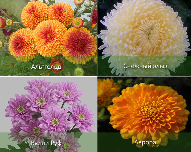 Хризантема Аврора: описание сорта, характеристики, выращивание и отзывы