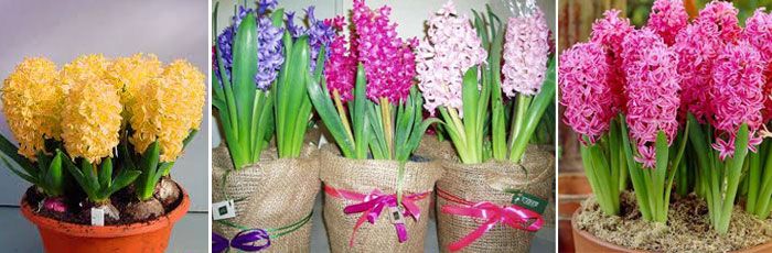 Kdy zasadit hyacint, aby kvetl do 8. března