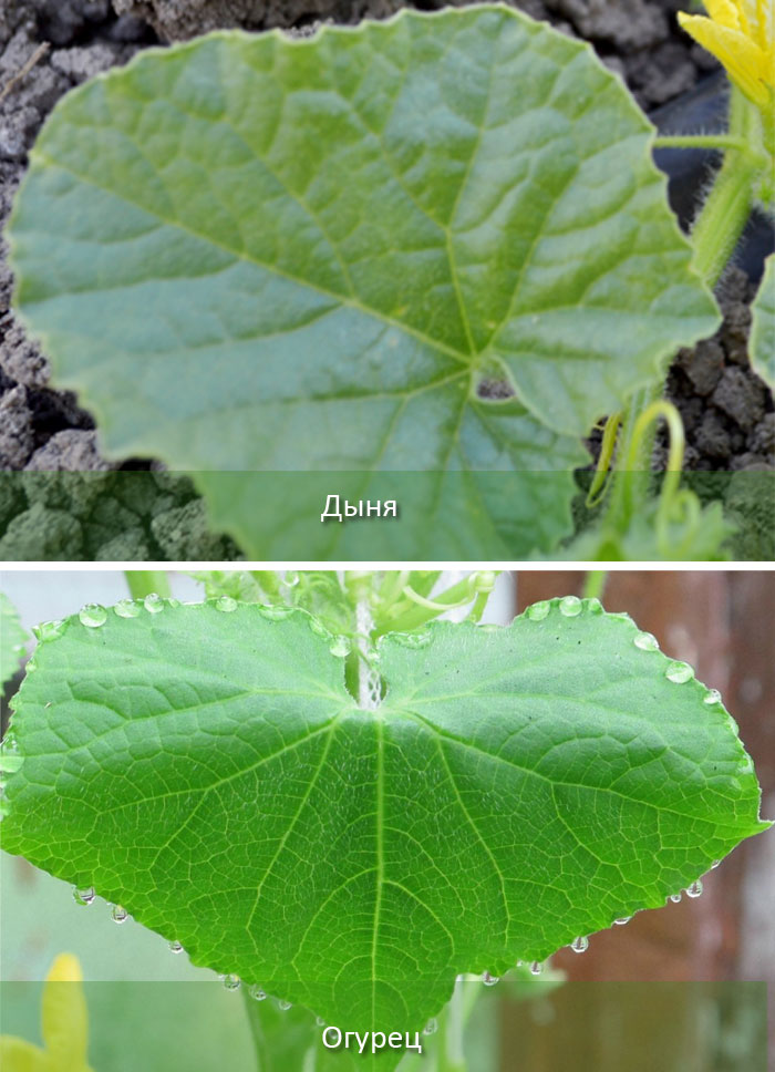 Как отличить тыкву от кабачка по листьям фото