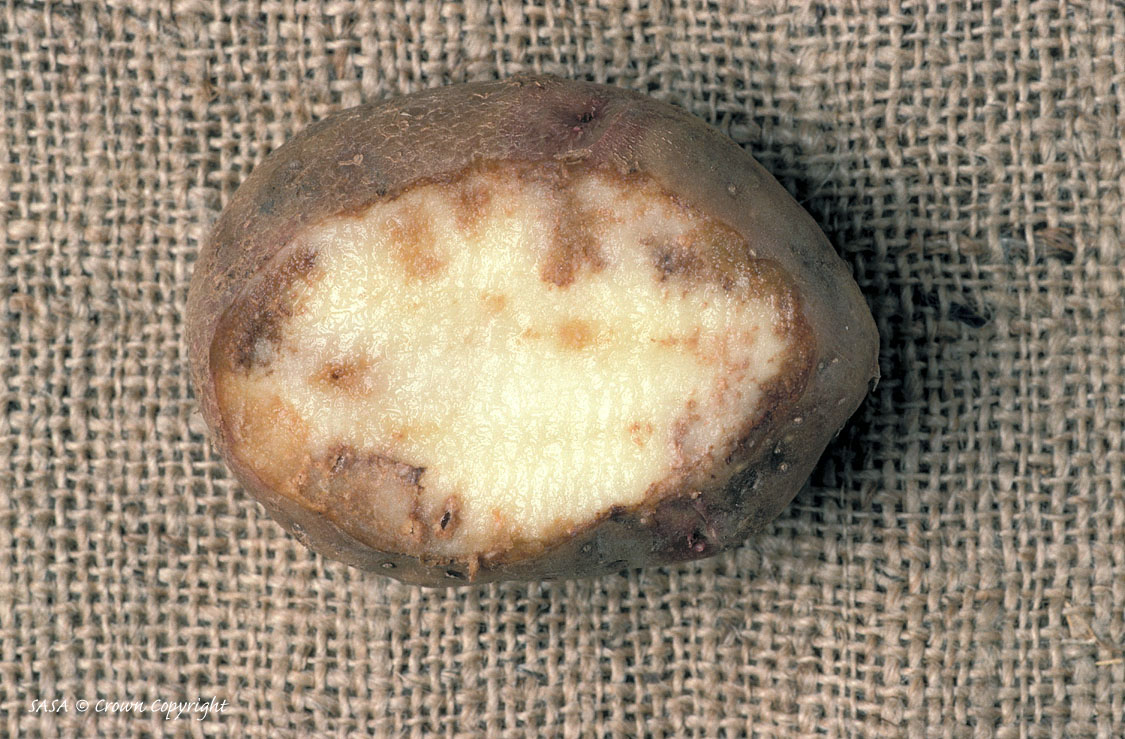 Картофель язва. Некроз клубней картофеля. Дуплистость клубней картофеля. Гниль внутри клубня картофеля.